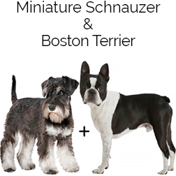 Miniboz Dog